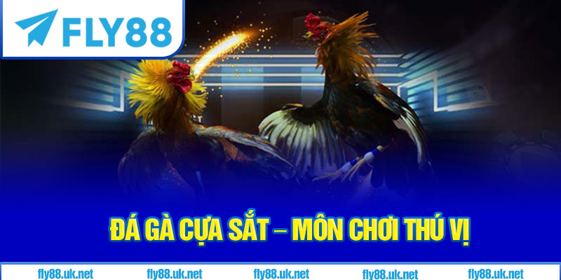 Đá Gà Cựa Sắt – Môn Chơi Thú Vị