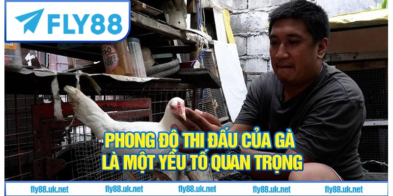Phong độ thi đấu của gà là một yếu tố quan trọng